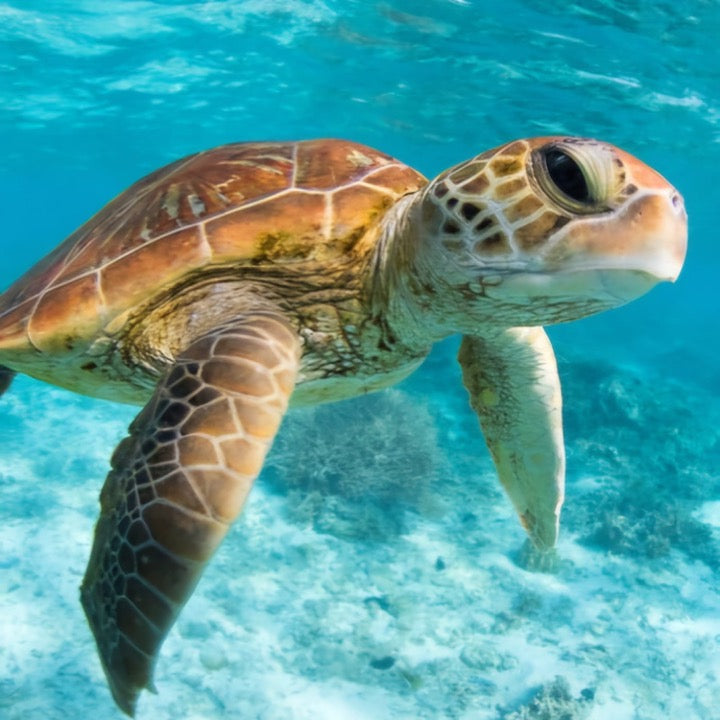 Clean Wave Programme: Protecting Our Future